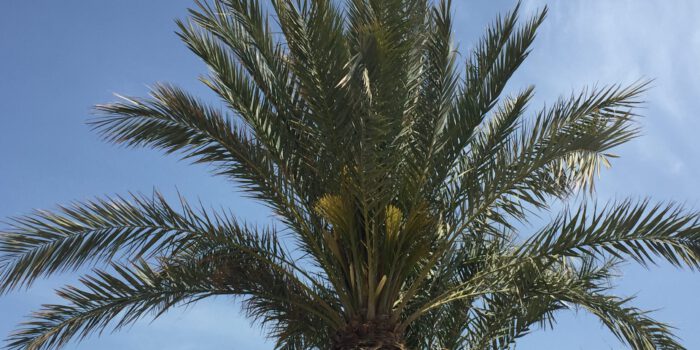 Palme