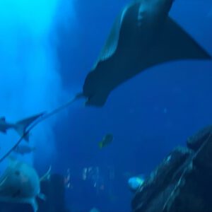 Dubai_Aquarium